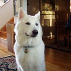 Meet your Posher, Carol